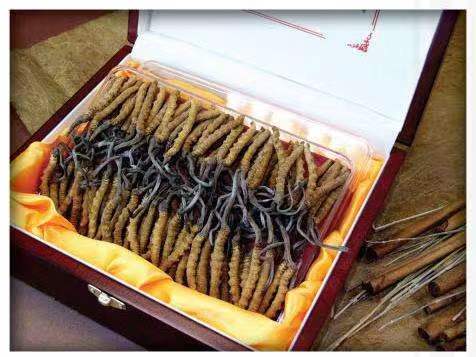 绥江冬虫夏草回收